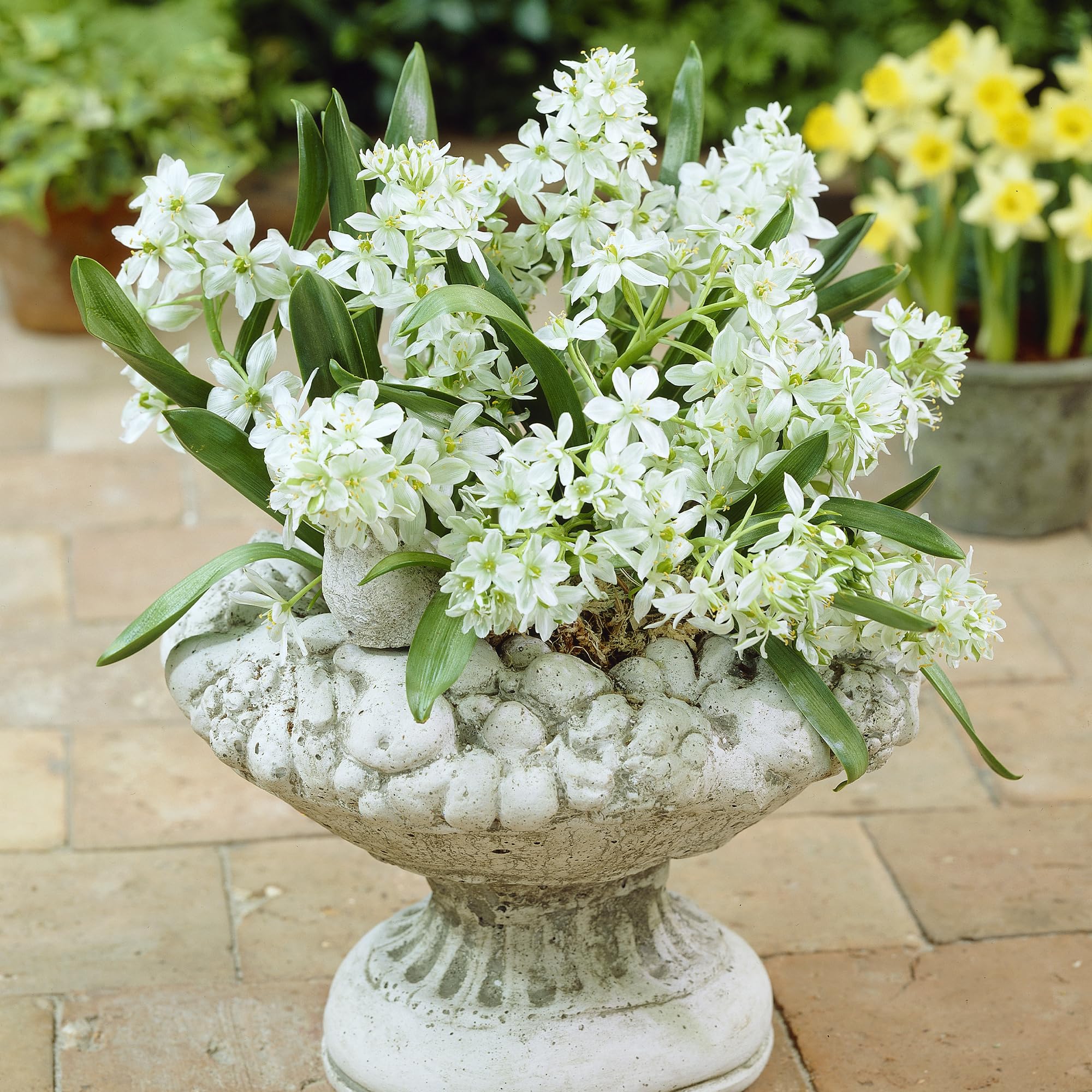 Amazon | はなみどり オーニソガラム オリゴフィルム 球根 30球